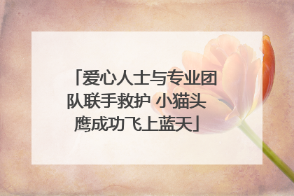 爱心人士与专业团队联手救护 小猫头鹰成功飞上蓝天