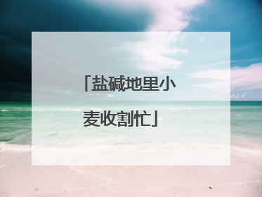 盐碱地里小麦收割忙