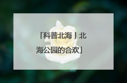 科普北海丨北海公园的合欢