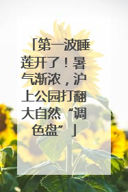 第一波睡莲开了！暑气渐浓，沪上公园打翻大自然“调色盘”