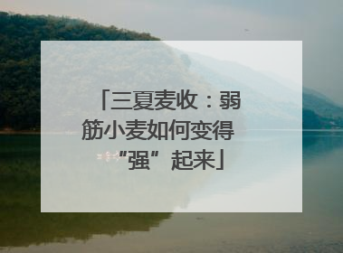 三夏麦收：弱筋小麦如何变得“强”起来