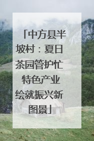 中方县半坡村：夏日茶园管护忙 特色产业绘就振兴新图景