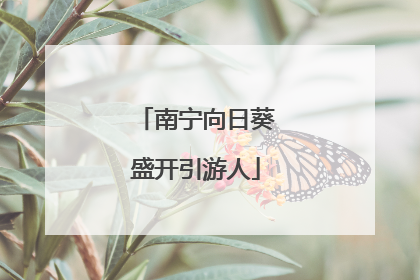 南宁向日葵盛开引游人