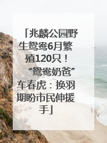 兆麟公园野生鸳鸯6月繁殖120只！“鸳鸯奶爸”车春虎：换羽期盼市民伸援手