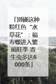 别碰这种粉红色“水草花”：福寿螺进入繁殖旺季 寄生虫多达6000条
