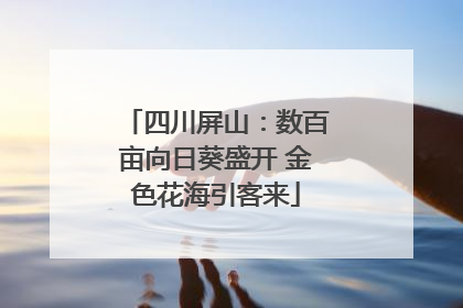 四川屏山：数百亩向日葵盛开 金色花海引客来