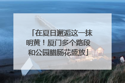 在夏日邂逅这一抹明黄！厦门多个路段和公园腊肠花盛放