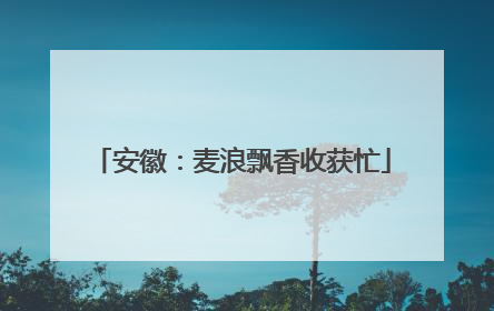 安徽：麦浪飘香收获忙