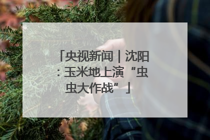 央视新闻｜沈阳：玉米地上演“虫虫大作战”