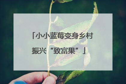 小小蓝莓变身乡村振兴“致富果”