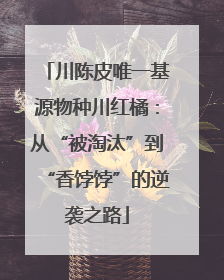 川陈皮唯一基源物种川红橘：从“被淘汰”到“香饽饽”的逆袭之路