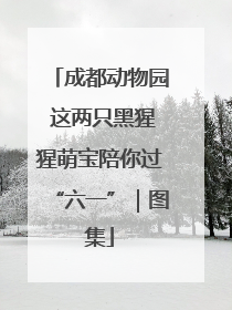 成都动物园 这两只黑猩猩萌宝陪你过“六一”｜图集