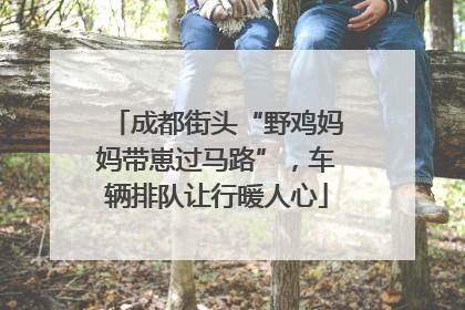 成都街头“野鸡妈妈带崽过马路”，车辆排队让行暖人心