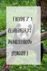 拍到了！在南通这片海域出现伪虎鲸群