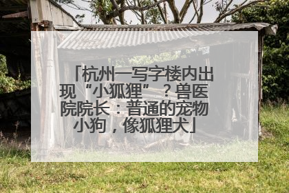 杭州一写字楼内出现“小狐狸”？兽医院院长：普通的宠物小狗，像狐狸犬
