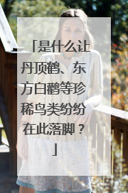 是什么让丹顶鹤、东方白鹳等珍稀鸟类纷纷在此落脚？