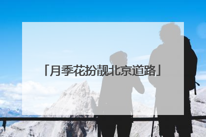 月季花扮靓北京道路