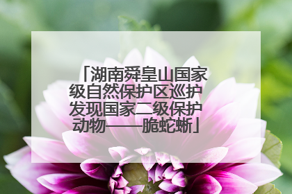 湖南舜皇山国家级自然保护区巡护发现国家二级保护动物——脆蛇蜥