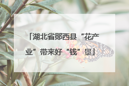 湖北省郧西县“花产业”带来好“钱”景