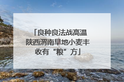 良种良法战高温 陕西渭南旱地小麦丰收有“粮”方