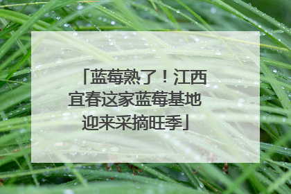 蓝莓熟了！江西宜春这家蓝莓基地迎来采摘旺季