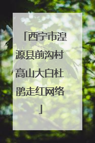 西宁市湟源县前沟村高山大白杜鹃走红网络