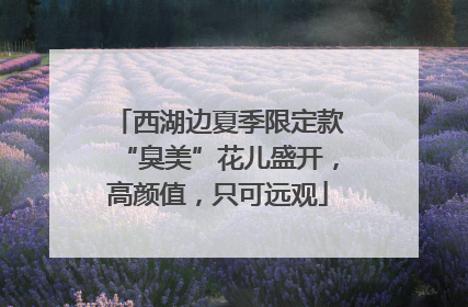 西湖边夏季限定款“臭美”花儿盛开，高颜值，只可远观