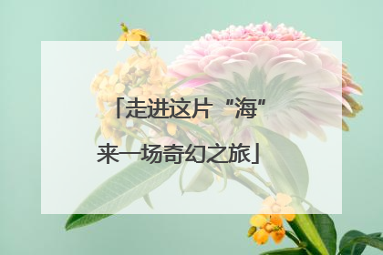 走进这片“海”来一场奇幻之旅