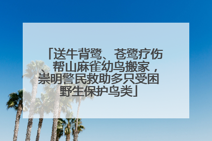 送牛背鹭、苍鹭疗伤、帮山麻雀幼鸟搬家，崇明警民救助多只受困野生保护鸟类