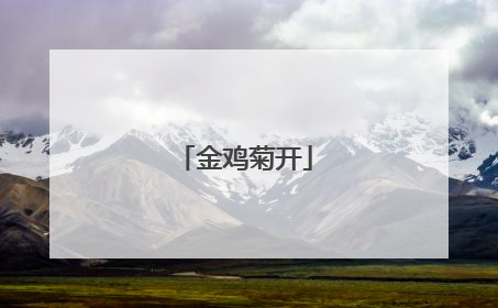 金鸡菊开