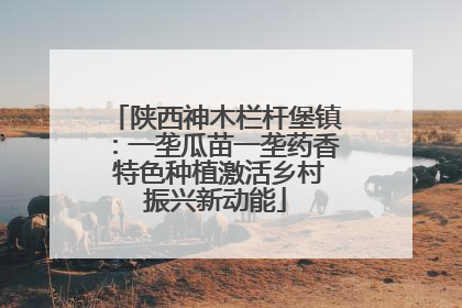 陕西神木栏杆堡镇：一垄瓜苗一垄药香 特色种植激活乡村振兴新动能