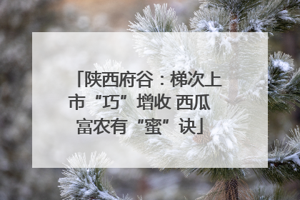 陕西府谷：梯次上市“巧”增收 西瓜富农有“蜜”诀