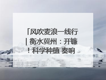 风吹麦浪一线行｜衡水冀州：开镰！科学种植 奏响丰收序曲