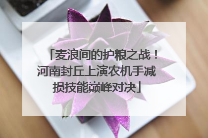 麦浪间的护粮之战！河南封丘上演农机手减损技能巅峰对决