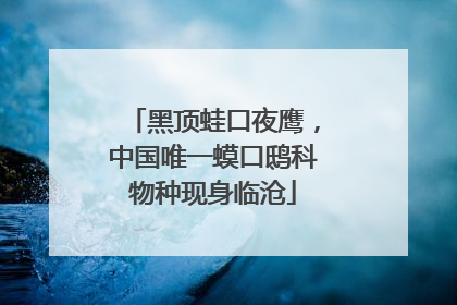 黑顶蛙口夜鹰，中国唯一蟆口鸱科物种现身临沧